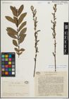 Foto von Salix integra Thunb. x Salix vulpina Andersson